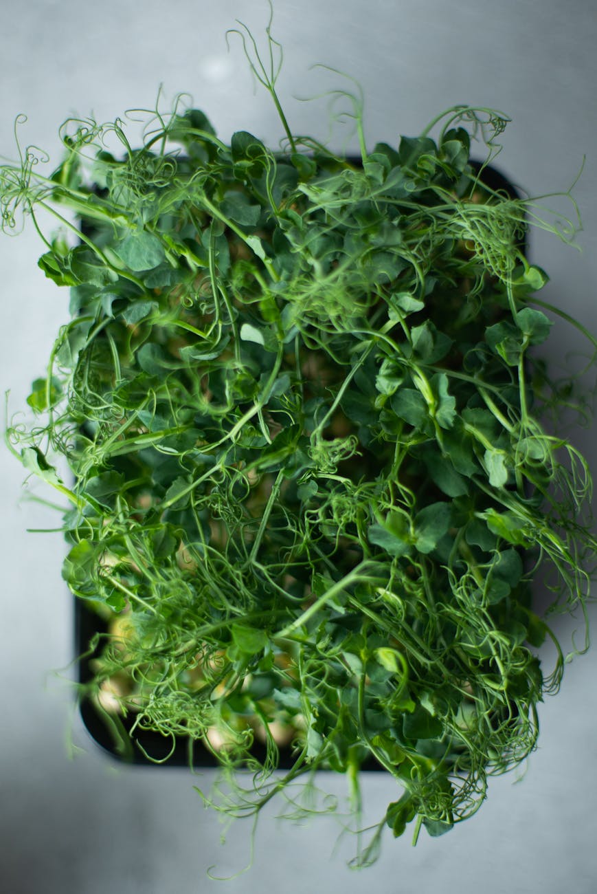 Microgreens: Superfoods for the&nbsp;future
